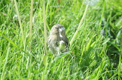 Twite