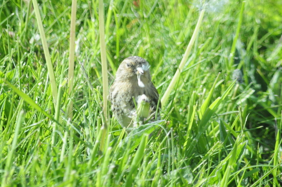 Twite