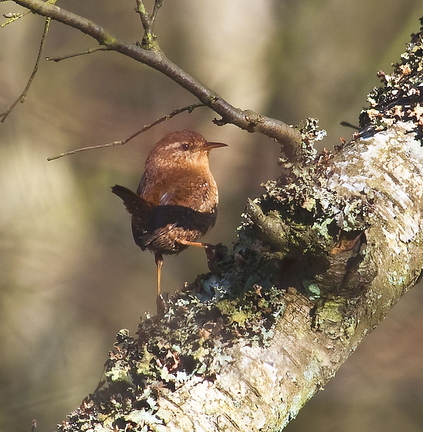 Wren