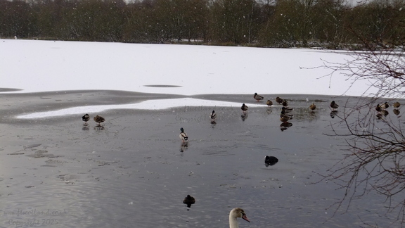 Birds On Ice