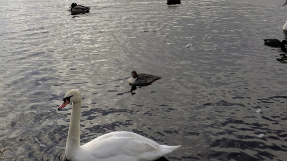 Mute Swan and Goosander