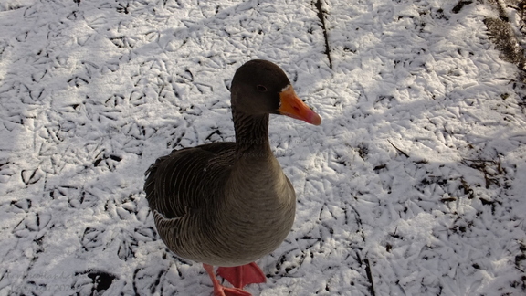 Goose