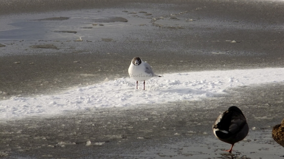 Black Headed Gull