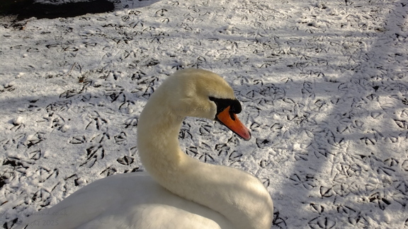 Mute Swan