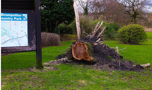 Fallen Tree At Entrance