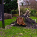 Fallen Tree At Entrance