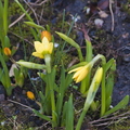 Daffodil and Crocus