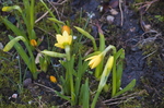 Daffodil and Crocus
