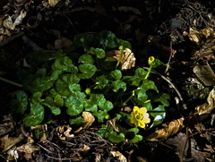 Celandine