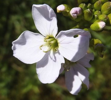 Cardamine pratensis (Cuckoo Flower or Lady's Smock)