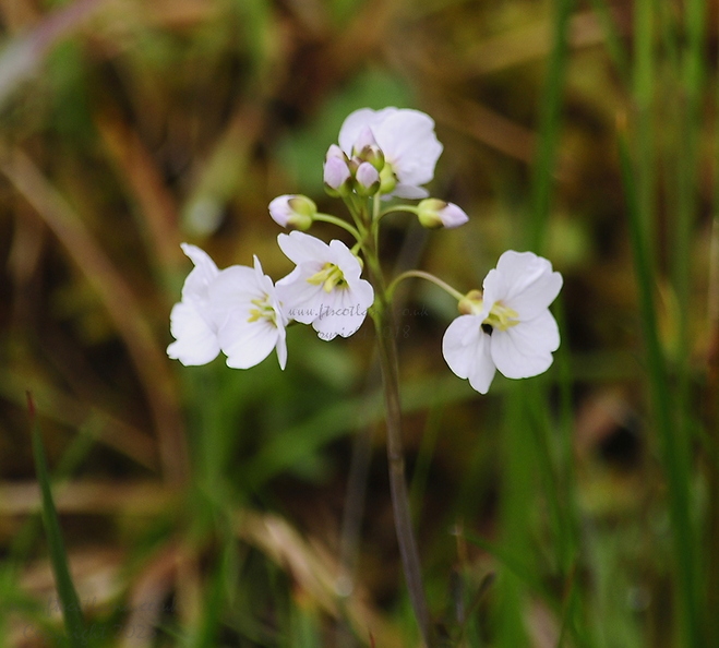 Cardamine-pratensis-cuckoo-flower-or-ladys-smock-002.jpg