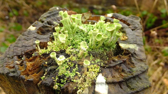Lichen Cladonia sulphurina