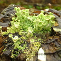 Lichen Cladonia sulphurina