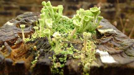 Lichen Cladonia sulphurina