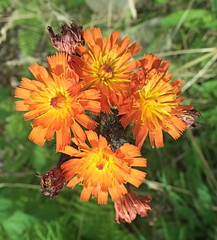 Fox-and-Cubs  [Orange Hawkweed]  Pilosella aurantiaca