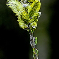 Willow Catkins (Salix)
