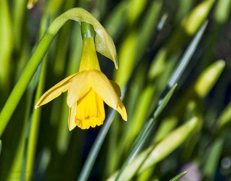 Daffodil Tete-a-Tete