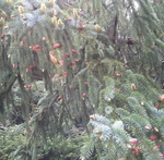 Douglas fir Pseudotsuga menziesii, Male and Female Flowers
