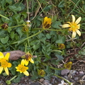 Lesser Celandine Ficaria verna (formerly Ranunculus ficaria L.)