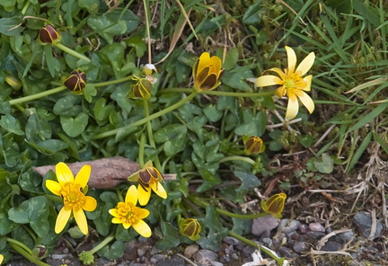 Lesser Celandine Ficaria verna (formerly Ranunculus ficaria L.)