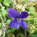 Violet (Viola riviniana)