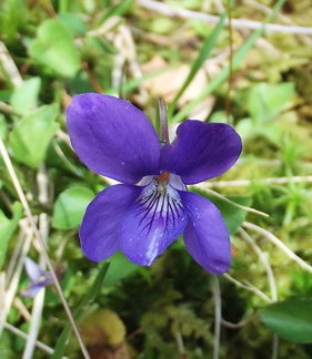 Violet (Viola riviniana)