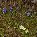 Violets and Primroses