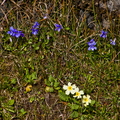 violets-n-primrose-001.jpg