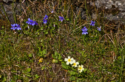 Violets and Primroses