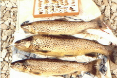 Hill Loch Brown Trout