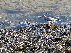 Redshank (Tringa totanus)