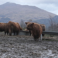 Highland Cows