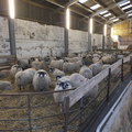 Lambing Ewes At Corrow Farm