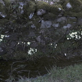 Primroses (Primula Vulgaris)