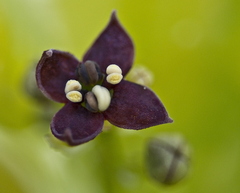 Aucuba japonica crotonifolia (Spotted Laurel)