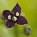 Aucuba japonica crotonifolia (Spotted Laurel)