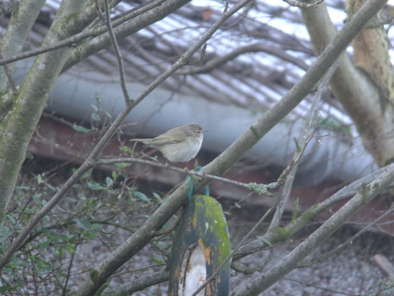 Chiffchaff (Phylloscopus collybita)