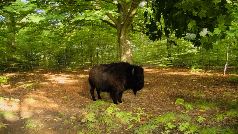 bison-catalyzer-woods-002.jpg