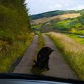 Cat Blocking the Road