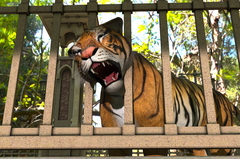 Tiger Head Stuck in Bridge