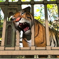Tiger Head Stuck in Bridge