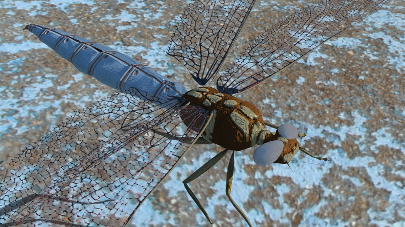 dragonfly-004.jpg