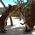 squirrel-dancing-catalyzer-001