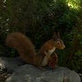 squirrel-fircone-002