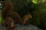 Red Squirrels with Fir Cones