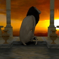 sunset-pool-lion-002