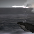 whale-001