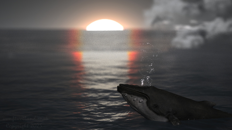 whale-002.jpg