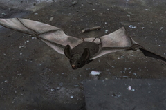 Bat Look at My Hair Fiberhair