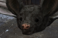 Bat Look at My Hair Fiberhair